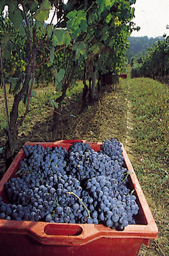 Marchesi Incisa Winery Lodge Rocchetta Tanaro Exterior photo