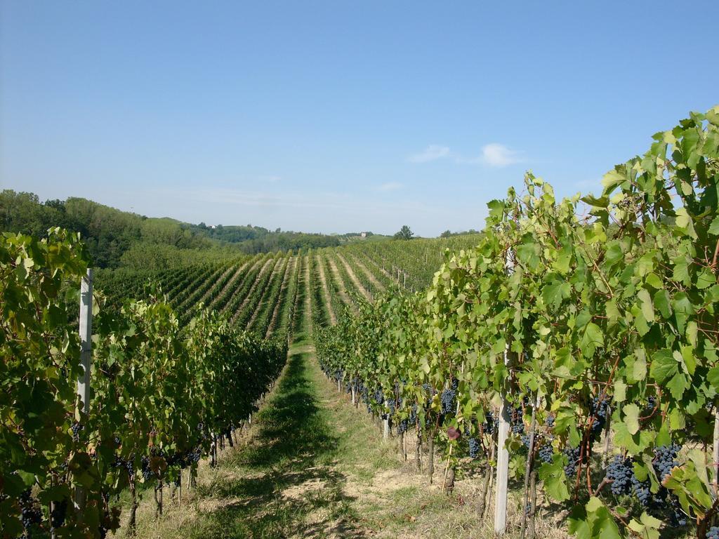 Marchesi Incisa Winery Lodge Rocchetta Tanaro Exterior photo